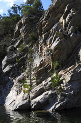 Pins, rochers, verdure et reflets sur l'eau de la rivière solenzara en corse