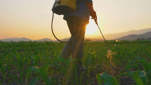 Farmer spraying pesticides and protect from Fall Armyworm on young corn field in the evening in Thailand farmland
