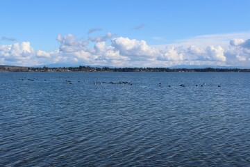 Migratory birds in calm water in Drayton Harbor with a panoramic view