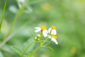 white flowers on green background