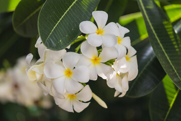 Frangipani white flower on tree nature background