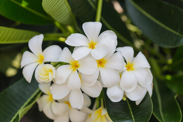 Fototapeta na wymiar Frangipani white flower on tree nature background