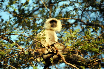 Black face monkey socking in the early morning sunlight in central jungle of India.