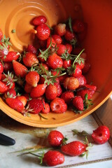 Strawberries many fresh organic red fruits 