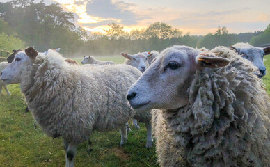 Flock of sheep, staring sheep on grass farmfield under a dramatic sunset or sunrise sky