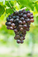 black grape fruit on tree at house farm