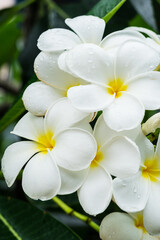 white frangipani flowers on the tree