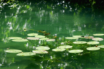 Waterlily leaves on river Krka, in National Park Krka, Croatia. Selective focus.
