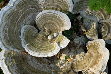 Schmetterlingstramete (Trametes versicolor), Pilz am Baumstumpf, Nordrhein-Westfalen, Deutschland, Europa