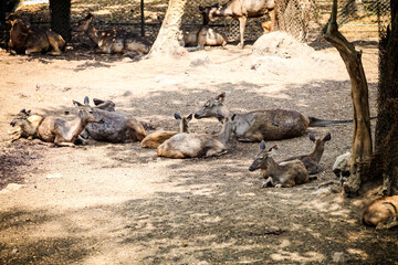 large herd of big and small indian spotted deer resting on dry ground in zoo