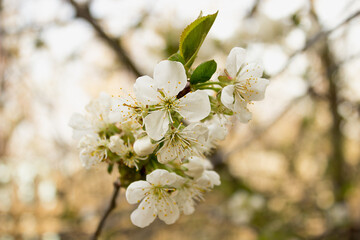 flowering apple trees or apricots in the warm sunny spring in May