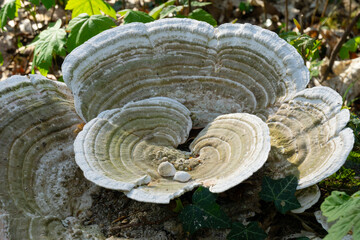 Schmetterlingstramete (Trametes versicolor), Pilz am Baumstumpf, Nordrhein-Westfalen, Deutschland,...