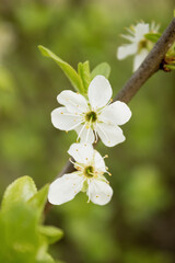 flowering apple trees or apricots in the warm sunny spring in May
