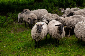animal mouton dans le pré	