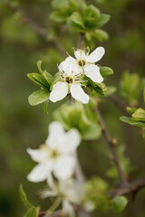 flowering apple trees or apricots in the warm sunny spring in May