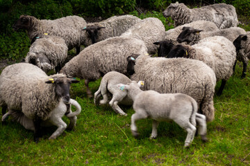 animal mouton dans le pré	