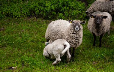 Fototapeta premium animal mouton dans le pré 
