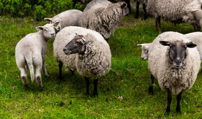 animal mouton dans le pré	