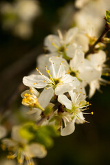Obraz premium flowering apple trees or apricots in the warm sunny spring in May