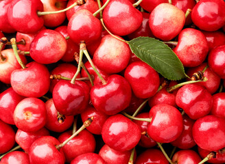 Background of ripe cherries with a green leaf