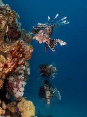 lionfish looking for pray