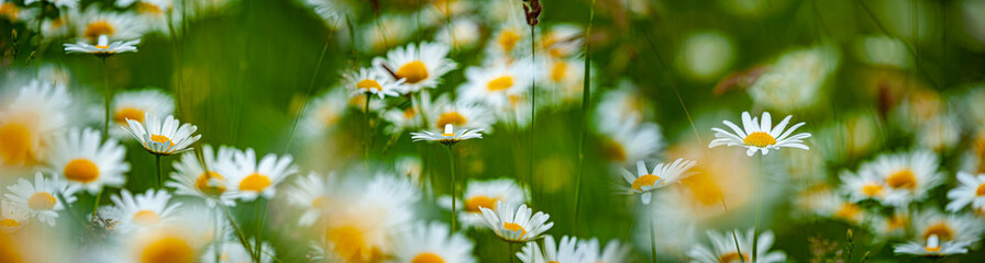 meadow with wild flowers - daisies and grass