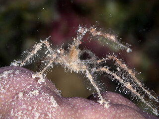 decorator crab showing up during nightdive