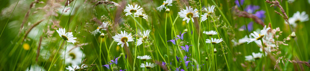 meadow with wild flowers - daisy, grass