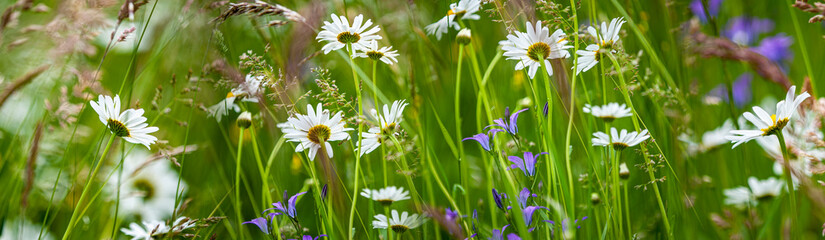 meadow with wild flowers - daisy, grass