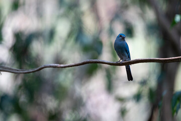 Verditer Flycatcher