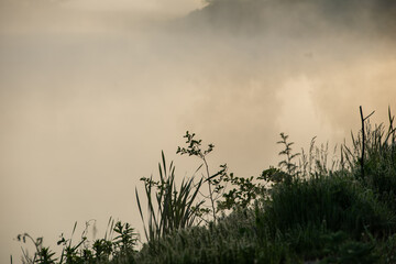 Obraz na płótnie Canvas Silhouettes of Plant Stalks on the River Bank in Solar Mist.