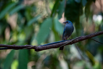 Verditer Flycatcher