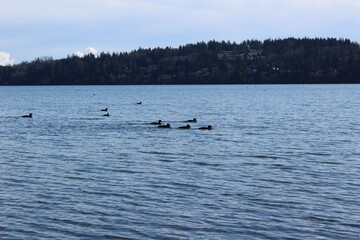 Obraz premium Surfowanie po scoters na wodzie w Drayton Harbor w stanie Waszyngton