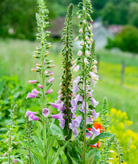 digitalis purpurea flower foxglove in the garden