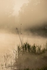 Obraz na płótnie Canvas Silhouettes of Plant Stalks on the River Bank in Solar Mist.