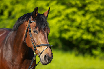 Horse brown head portraits with trunk looking towards the camera, in the background blurred green bushes..