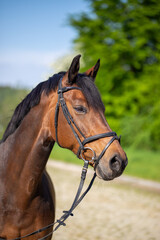 Horse brown head portrait vertical with sky and green bushes in the background..