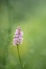Pink flower on green background