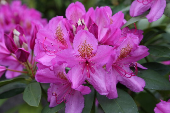 Flowers of pink japanese azalia Kermesina Rous (rhododendron simsii) in spring garden. Purple azalia blossom. Bloom of rhododendron simsii. Spring plants, nature. Postcard with flowers: azalia. Photo