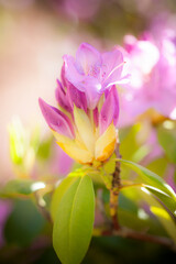 Fototapeta na wymiar Rhododendron 1