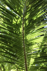 Obraz na płótnie Canvas green palm leaves