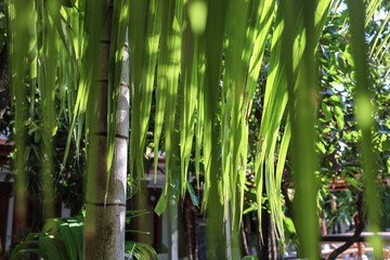 green bamboo forest