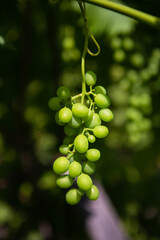 Grono of green grapes in the vineyard.