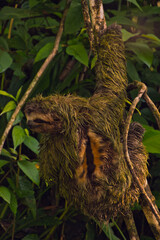 male sloth on a tree branch