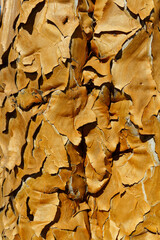 Close up detail of cracked bark of a quiver tree, light brown caramel aged texture. Background