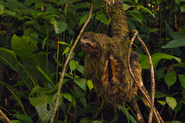 male sloth on a tree branch