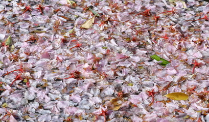 background of colorful flowers
