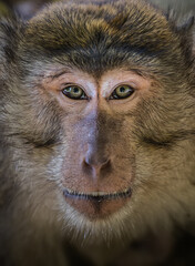 monkey portrait closeup for background