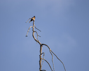 Red Vented Bulbul Bird on top of dead tree branch