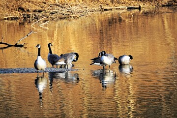 Canadian Geese at Sunset